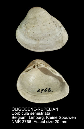 OLIGOCENE-RUPELIAN Corbicula semistriata.jpg - OLIGOCENE-RUPELIAN Corbicula semistriata (Deshayes,1831)